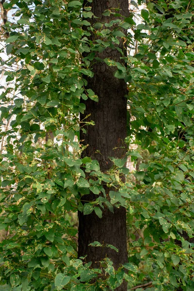 Cespugli Australiani Dopo Albero Eucalipto Mesi Dopo Gravi Danni Incendio — Foto Stock