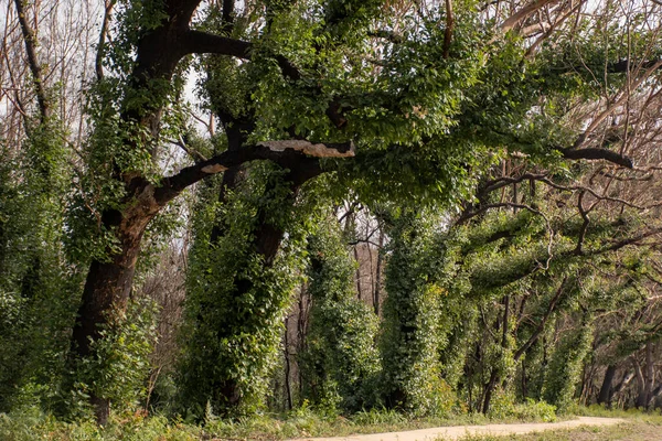 Nachwirkungen Der Buschbrände Australien Eukalyptusbaum Monate Nach Schweren Brandschäden Eukalyptus — Stockfoto