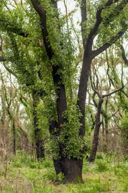 Avustralya çalı yangınları sonrası şiddetli yangın hasarından 6 ay sonra okaliptüs ağacı. Okaliptüs hayatta kalabilir ve kabuklarının altındaki tomurcuklardan yeniden filizlenebilir ya da ağacın dibindeki bir lignotuber 'dan..