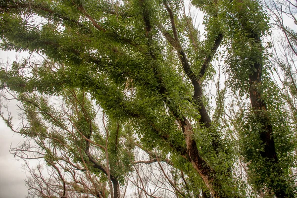 Nachwirkungen Der Buschbrände Australien Eukalyptusbaum Monate Nach Schweren Brandschäden Eukalyptus — Stockfoto