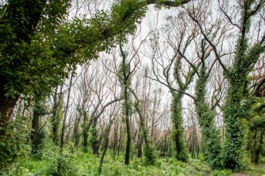 Avustralya çalı yangınları sonrası şiddetli yangın hasarından 6 ay sonra okaliptüs ağacı. Okaliptüs hayatta kalabilir ve kabuklarının altındaki tomurcuklardan yeniden filizlenebilir ya da ağacın dibindeki bir lignotuber 'dan..