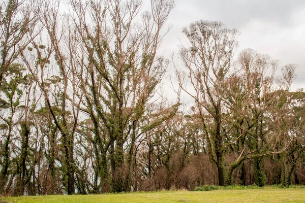 Nachwirkungen Der Buschbrände Australien Eukalyptusbaum Monate Nach Schweren Brandschäden Eukalyptus — Stockfoto