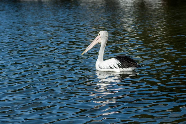 Pelícano Australiano Pelecanus Conspicillatus Una Gran Ave Acuática Familia Pelecanidae — Foto de Stock