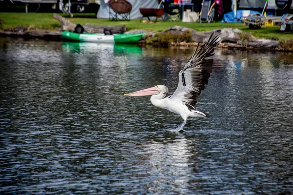 Австралийский Пеликан Pelecanus Conspicillatus Большая Водоплавающая Птица Летающая Над Водой — стоковое фото