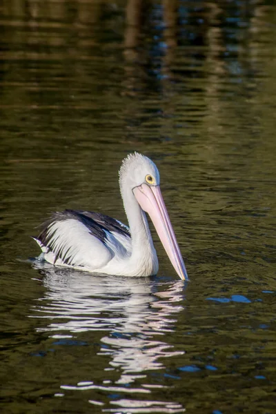 Австралийский Пеликан Pelecanus Conspicillatus Является Большой Водоплавающей Птицей Семействе Pelecanidae — стоковое фото