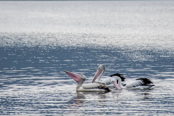 Австралийские Пеликаны Pelecanus Conspicillatus Воде Копировальным Пространством — стоковое фото