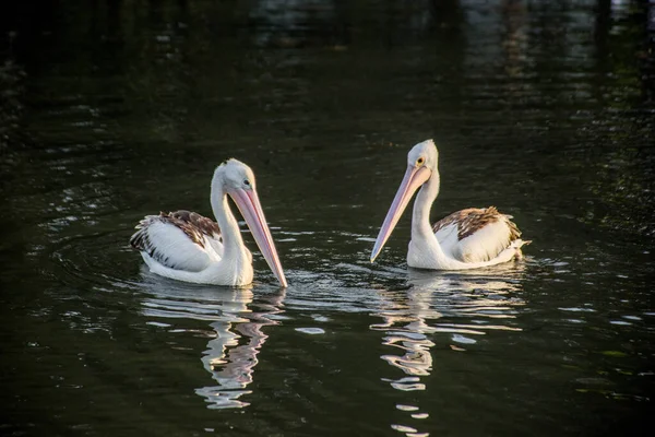 Австралийские Пеликаны Pelecanus Conspicillatus Воде Копировальным Пространством — стоковое фото