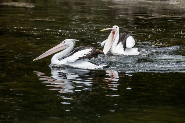 Австралийские Пеликаны Pelecanus Conspicillatus Воде — стоковое фото