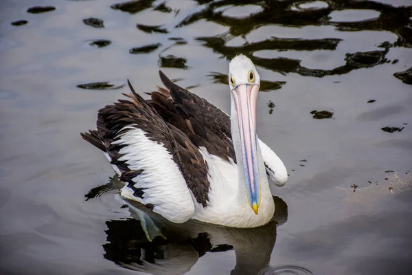 Der Australische Pelikan Pelecanus Conspicillatus Ist Ein Großer Wasservogel Aus — Stockfoto