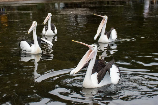 Австралийские Пеликаны Pelecanus Conspicillatus Воде Открытыми Ртами Ждут Рыбу Уоллага — стоковое фото