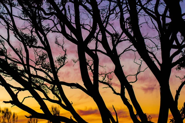 Träd Silhuetter Solnedgång Himmel Bakgrund — Stockfoto
