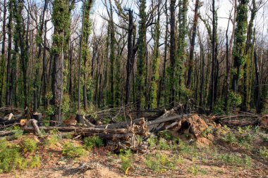 Avustralya çalı yangınları sonrası: okaliptüs ağaçları şiddetli orman yangınlarından altı ay sonra iyileşme sürecinde yangından zarar görmüştür. Imlay Yolu, NSW