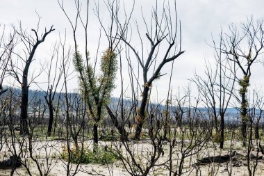 Avustralya çalı yangınları sonrası Currowan yangınında meydana gelen şiddetli yangın sonrası iyileşen okaliptüs ağaçları. Okaliptüs, kabuklarının altındaki tomurcuklardan ya da ağacın tabanındaki bir bağdan yeniden filizlenebilir.