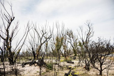 Avustralya çalı yangınları sonrası Currowan yangınında meydana gelen şiddetli yangın sonrası iyileşen okaliptüs ağaçları. Okaliptüs, kabuklarının altındaki tomurcuklardan ya da ağacın tabanındaki bir bağdan yeniden filizlenebilir.