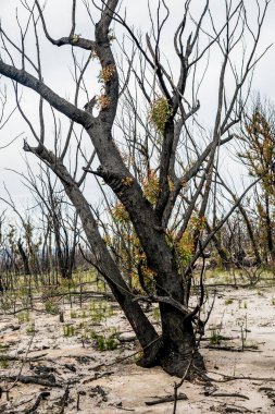 Avustralya çalı yangınları sonrası Currowan yangınında meydana gelen şiddetli yangın sonrası iyileşen okaliptüs ağaçları. Okaliptüs, kabuklarının altındaki tomurcuklardan ya da ağacın tabanındaki bir bağdan yeniden filizlenebilir.