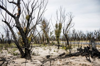 Avustralya çalı yangınları sonrası Currowan yangınında meydana gelen şiddetli yangın sonrası iyileşen okaliptüs ağaçları. Okaliptüs, kabuklarının altındaki tomurcuklardan ya da ağacın tabanındaki bir bağdan yeniden filizlenebilir.
