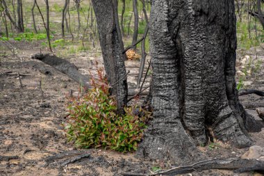 Avustralya çalı yangınları sonrası: okaliptüs ağaçları ciddi yangın hasarından sonra iyileşiyor. Okaliptüs hayatta kalabilir ve kabuklarının altındaki tomurcuklardan yeniden filizlenebilir ya da ağacın dibindeki bir lignotuber 'dan.