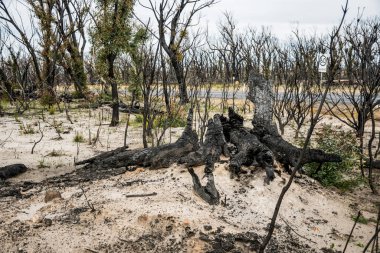 Avustralya çalı yangınları sonrası Currowan yangınında meydana gelen şiddetli yangın sonrası iyileşen okaliptüs ağaçları. Okaliptüs, kabuklarının altındaki tomurcuklardan ya da ağacın tabanındaki bir bağdan yeniden filizlenebilir..