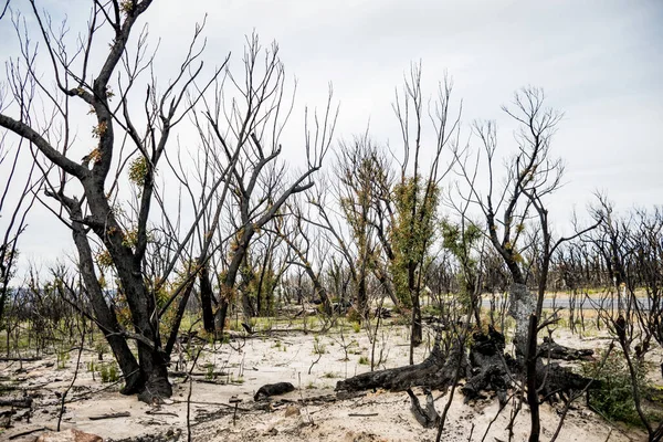 Avustralya çalı yangınları sonrası Currowan yangınında meydana gelen şiddetli yangın sonrası iyileşen okaliptüs ağaçları. Okaliptüs, kabuklarının altındaki tomurcuklardan ya da ağacın tabanındaki bir bağdan yeniden filizlenebilir.
