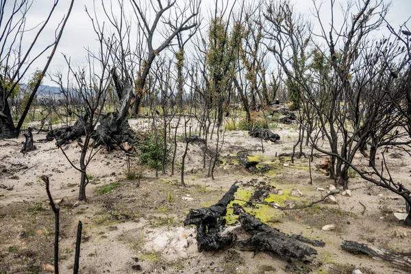 Nachwirkungen Der Buschbrände Australien Eukalyptusbäume Erholen Sich Nach Schweren Brandschäden — Stockfoto