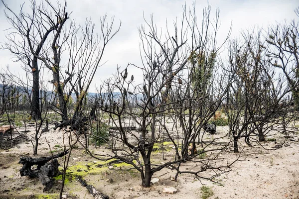 Australian Bushfires Aftermath Eucalyptus Trees Recovering Severe Fire Damage Currowan — Stock Photo, Image