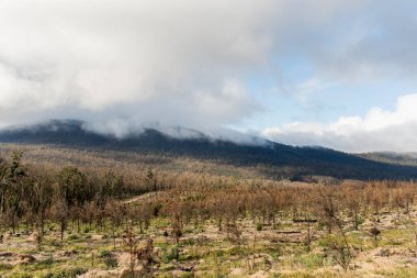 Genç bir çam tarlası Imlay Dağı, NSW, Avustralya yakınlarındaki çalı yangınlarıyla yandı.