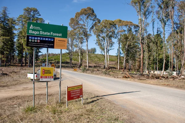Nsw Australien 2020 Bogo State Forest Sugar Pines Wallk Stängd — Stockfoto