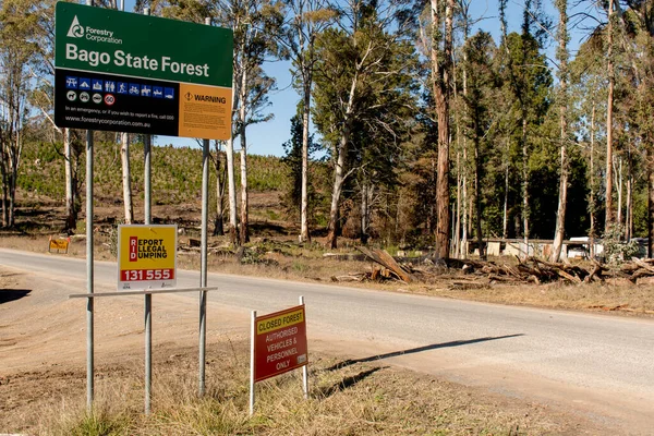 Nsw Australien 2020 Bogo State Forest Sugar Pines Wallk Stängd — Stockfoto