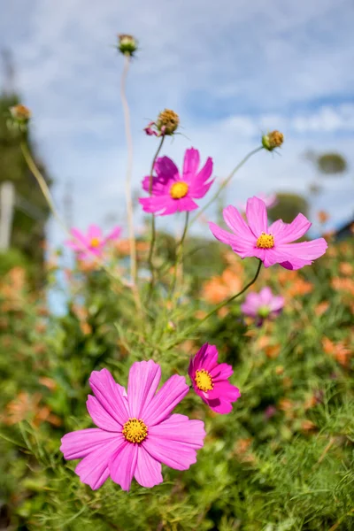Beautiful pink Cosmos flower, Cosmos Bipinnatus with blurred background.