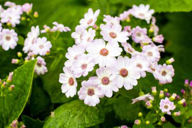 Yeşil yonca çayırı yağmurdan sonra yapraklarında yağmur damlaları ve bir gökkuşağı ile. Yonca sihirli arka plan