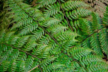 Ormanda yeşil eğrelti otu yaprakları. Doğa tropikal orman geçmişi
