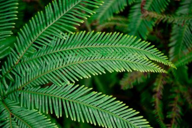 Sticherus flabellatus (ayrıca parlak fan eğreltiotu veya şemsiye eğreltiotu olarak da bilinir) Avustralya 'nın doğusunda ve Yeni Zelanda' da yetişen küçük bir eğreltiotudur. Yeşil doğa arkaplanı