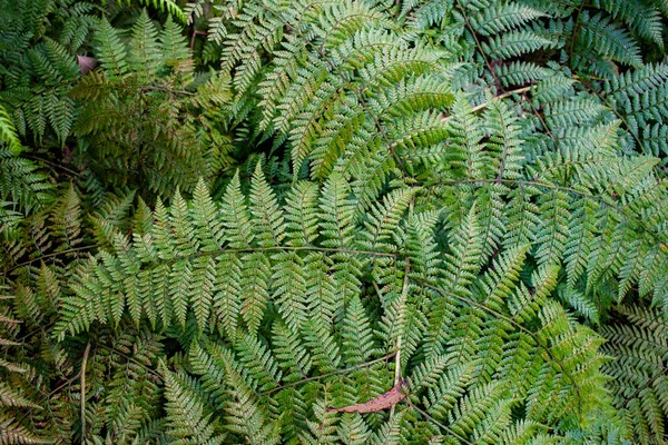 Ormanda yeşil eğrelti otu yaprakları. Doğa tropikal orman geçmişi