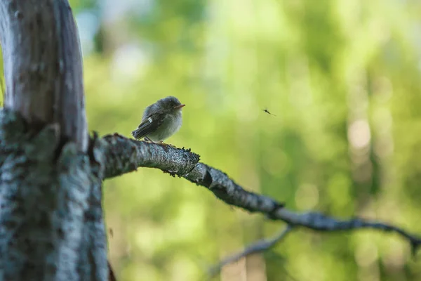 Vogel Und Mücke Auf Dem Baum Der Region Archangelsk — Stockfoto