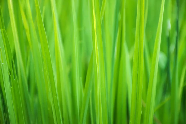 Закрыть зеленой травой с размытым фоном. селективный фокус . — стоковое фото
