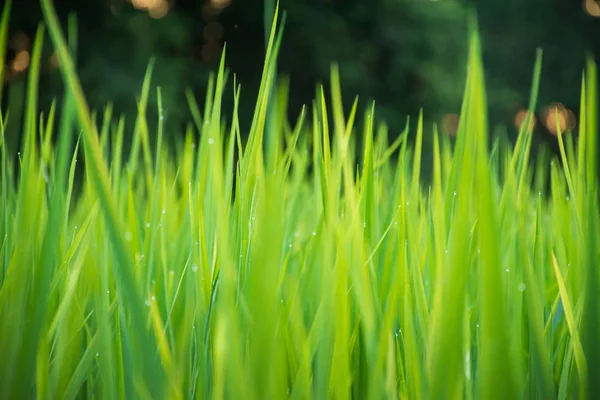 Закрыть зеленой травой с размытым фоном. селективный фокус . — стоковое фото