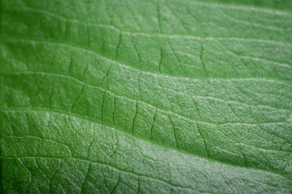 Närbild av gröna träd blad konsistens. — Stockfoto