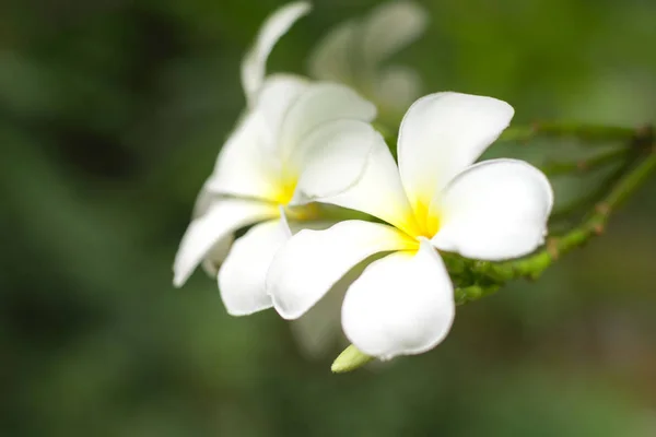 Plumeria fiore o Frangipani fiore bianco e giallo su sfondo sfocato b . — Foto Stock