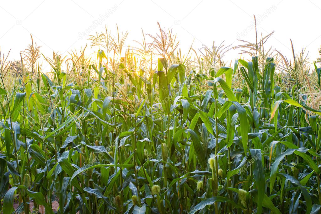 Sunset over the green corn field.