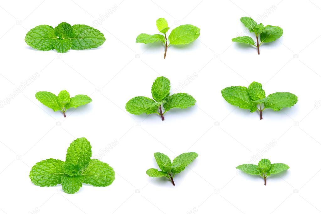 Set of fresh mint leaves isolated on white background.
