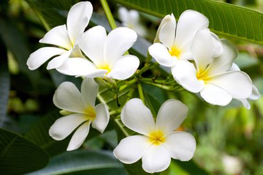 Plumeria çiçek veya Frangipani çiçek beyaz ve bahçede bulanık arka plan üzerinde sarı renk.