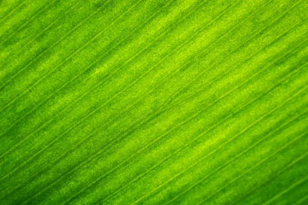 Закрыть текстуру листьев зеленого дерева . — стоковое фото