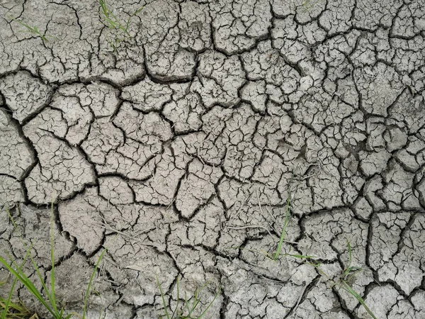 Ot ve kurumuş çatlak toprak. Yağmur ve kuraklık mevsimi olmadığı için. — Stok fotoğraf