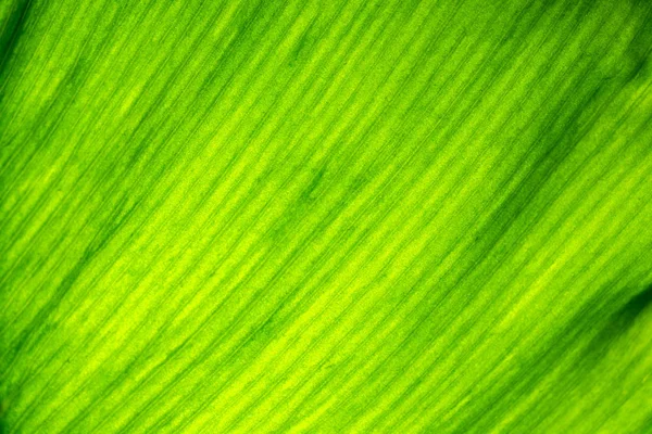Закрыть текстуру свежего зеленого листа . — стоковое фото