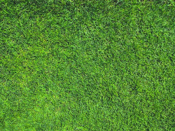 Green grass texture background top view. Royalty Free Stock Images