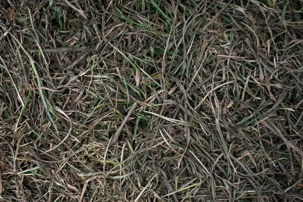 乾燥した草の葉のテクスチャトップビューの背景. — ストック写真