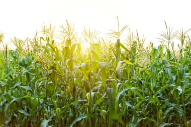 Yeşil mısır tarlasında gün batımı.