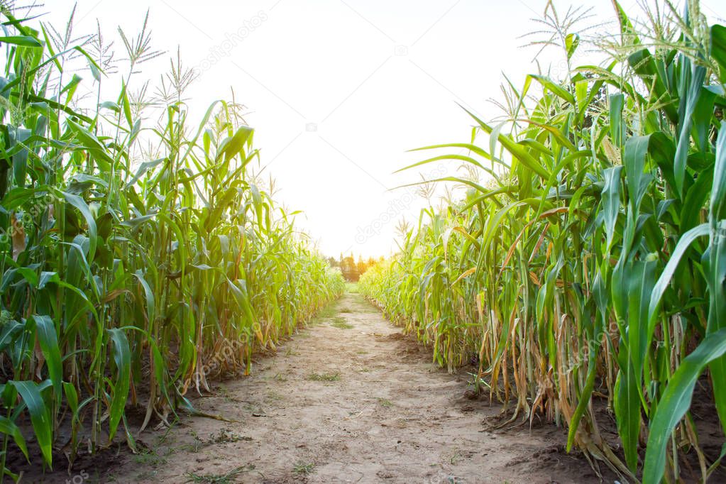 Sun set over corn field with soil walk way in middle of the picture.