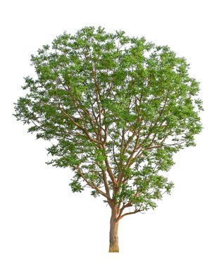 Mimari tasarım veya daha fazlası için beyaz arkaplanda izole edilmiş ağaç.