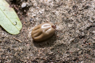 Yerde pire veya cootie yakın.